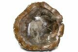 Polished Petrified Wood Bowl ( / lbs) - Madagascar #339300-1